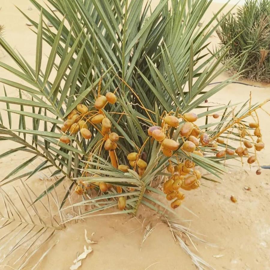 Restcamp Ergchebbi Hotell Merzouga Eksteriør bilde